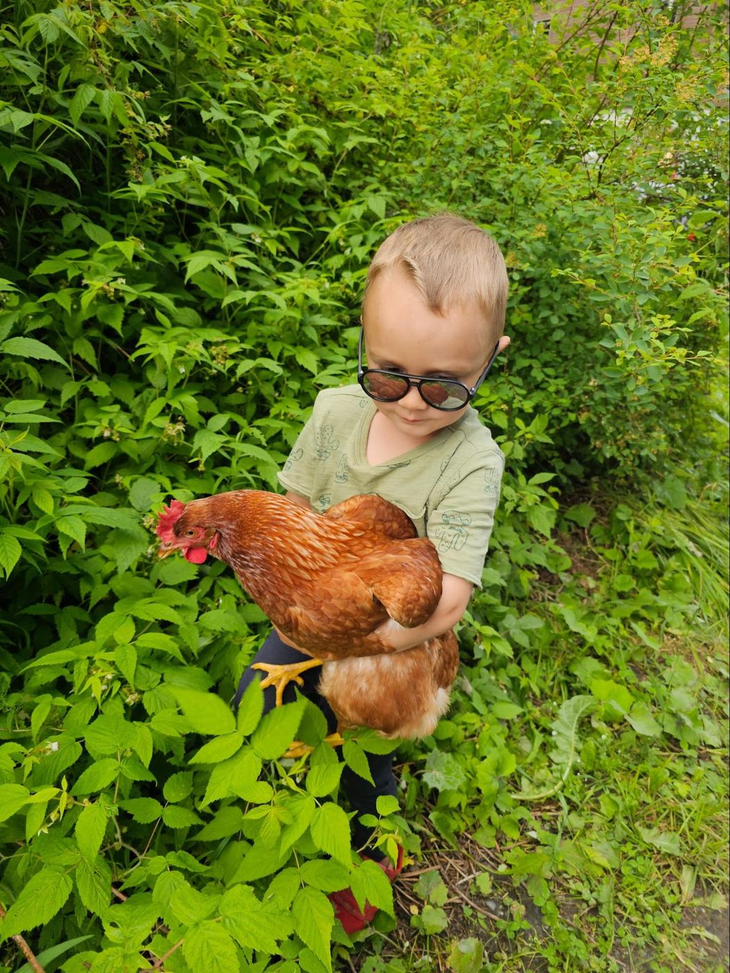 Life on the land — chickens and slow mornings in Quebec